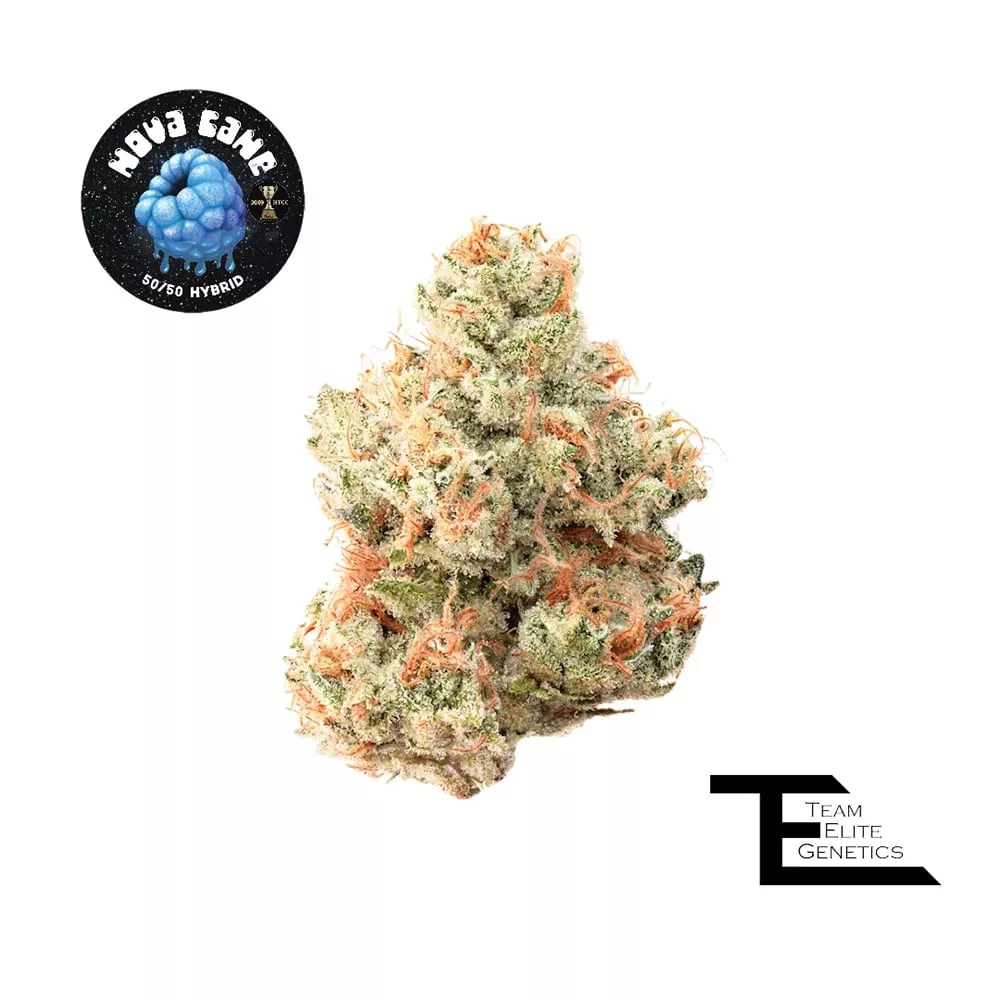 TEAM ELITE GENETICS - NOVA CANE 3.5G