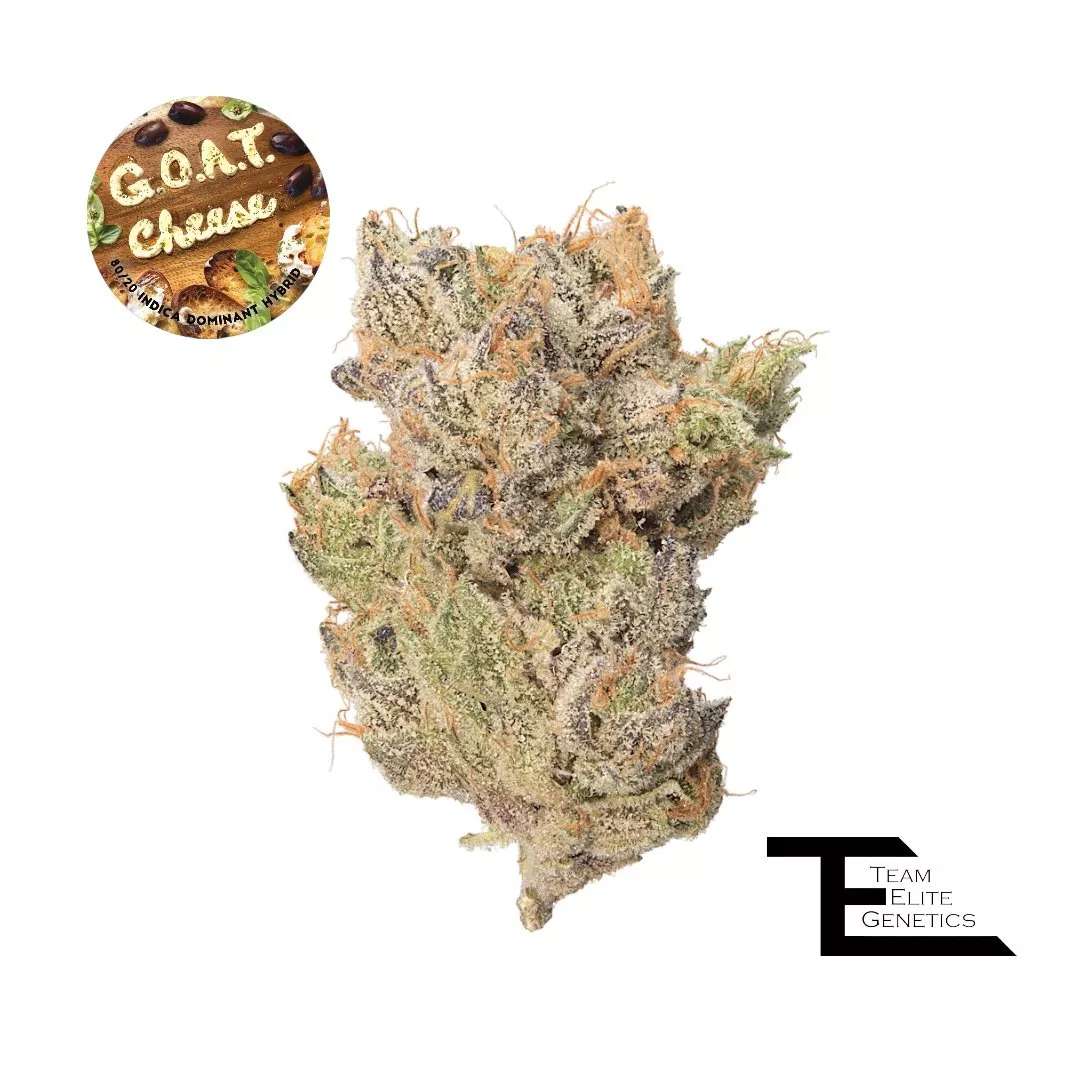JOHN CONNOR 14G - 14 G