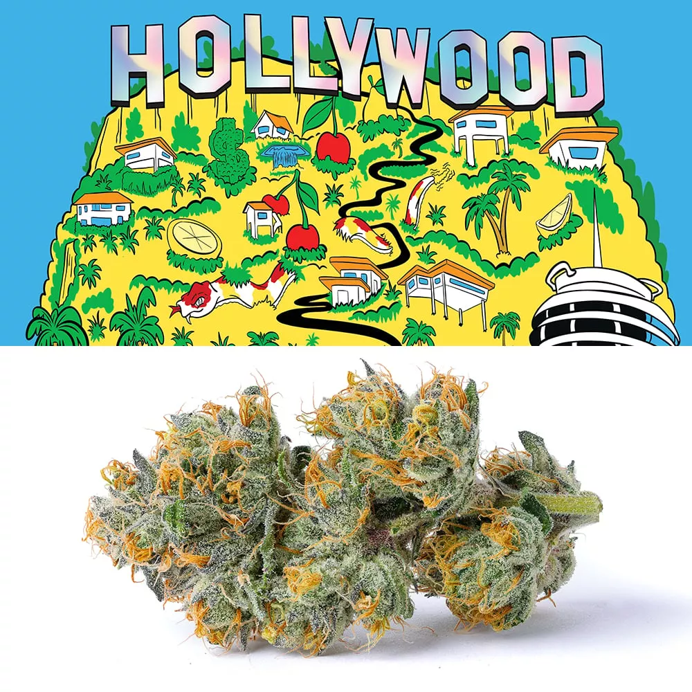 HOLLYWOOD 7G