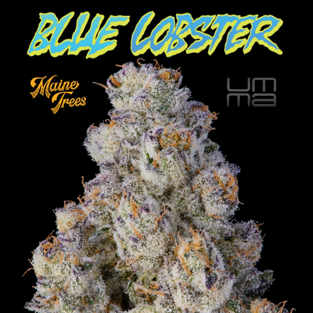 FLOWER [3.5G] BLUE LOBSTER - 3.5 G