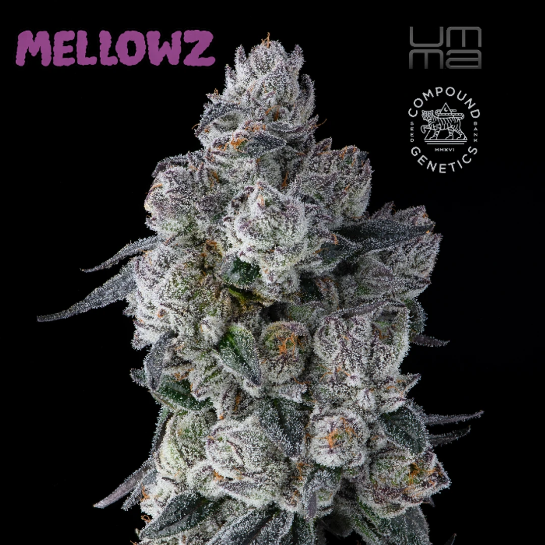 FLOWER [3.5G] MELLOWZ - 3.5 G product image