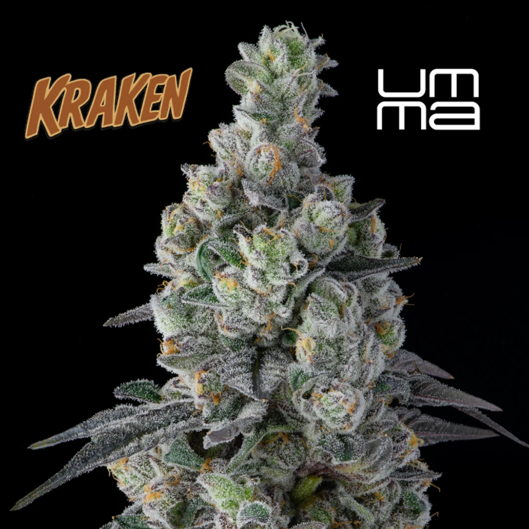 FLOWER [3.5G] KRAKEN - 3.5 G
