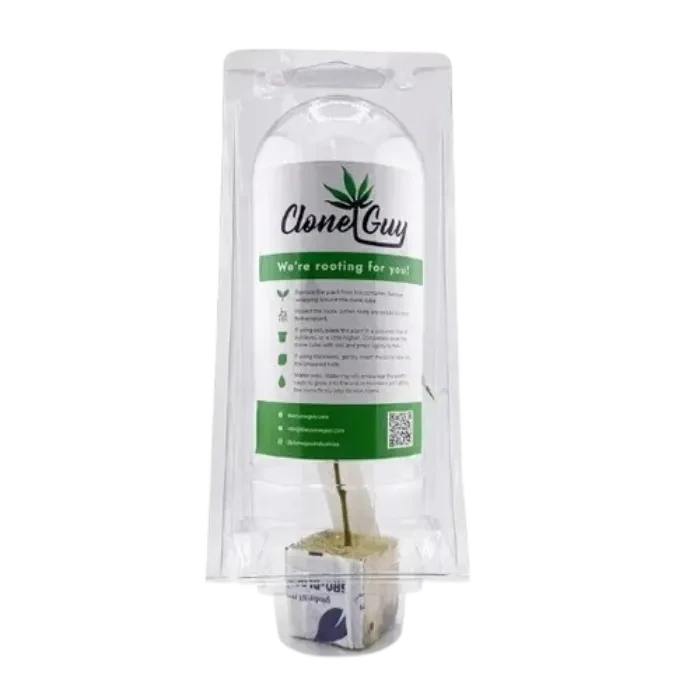 Grape Runtz Clone 1EA