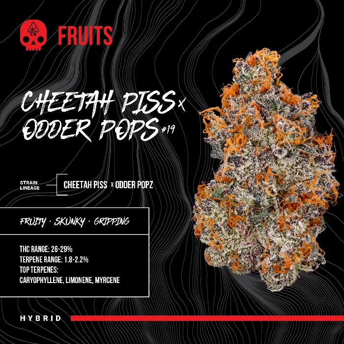 FLOWER [3.5G] CHEETAH PISS X ODDER POPZ - 3.5 G
