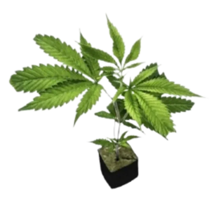 Jack Herer Clone 1EA