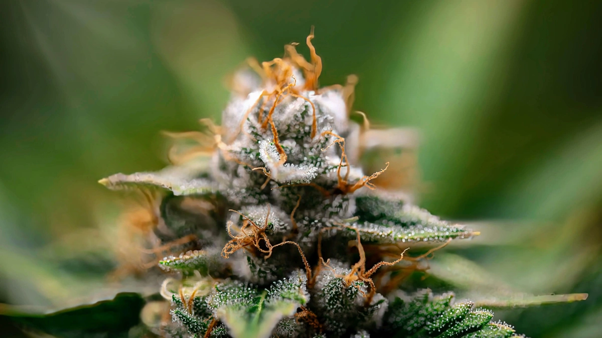 best sativa strains green crack plant