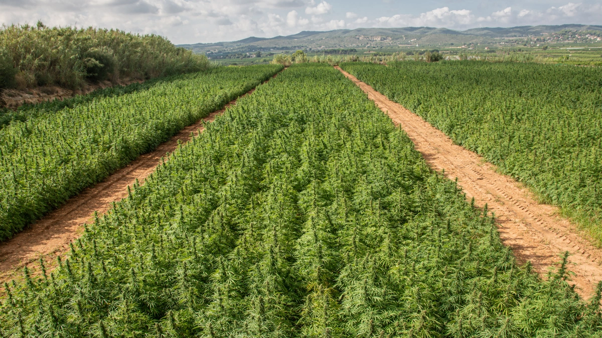 cannabis field