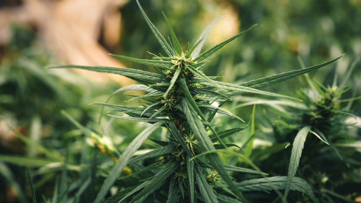 panama red cannabis plant