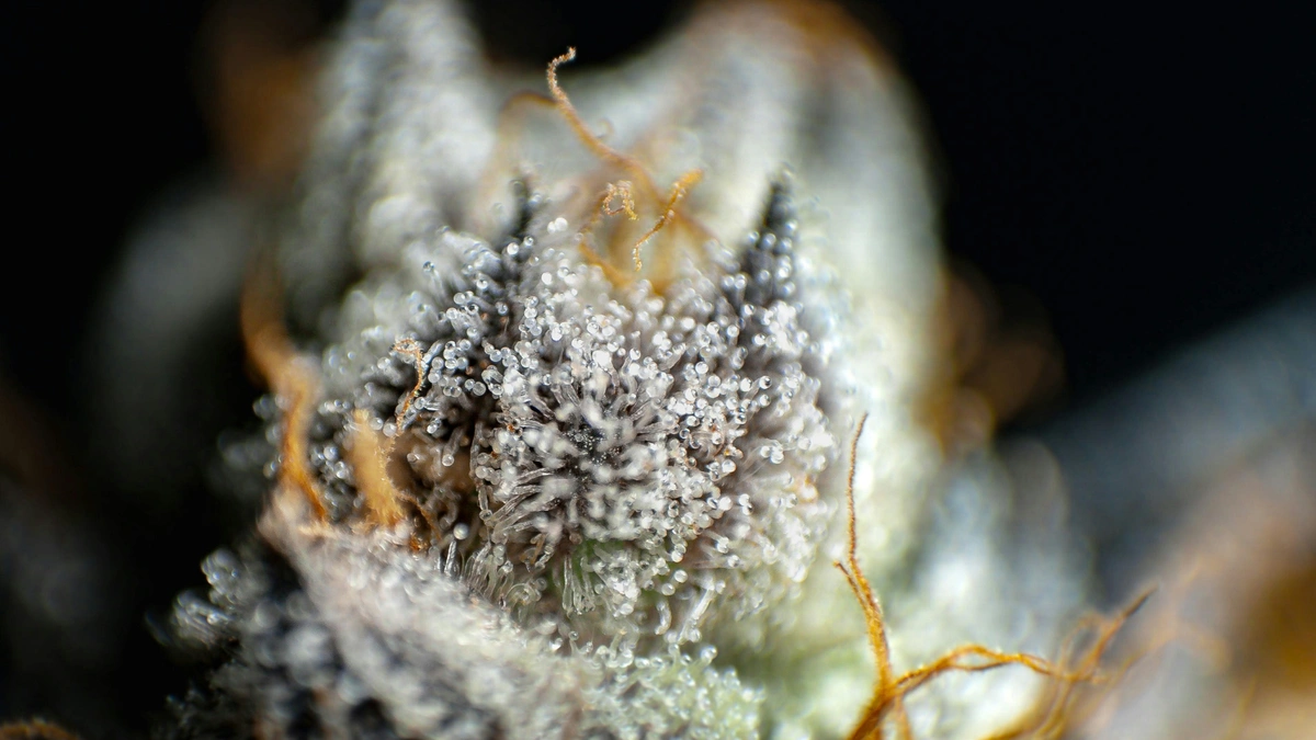 cannabis plant up close