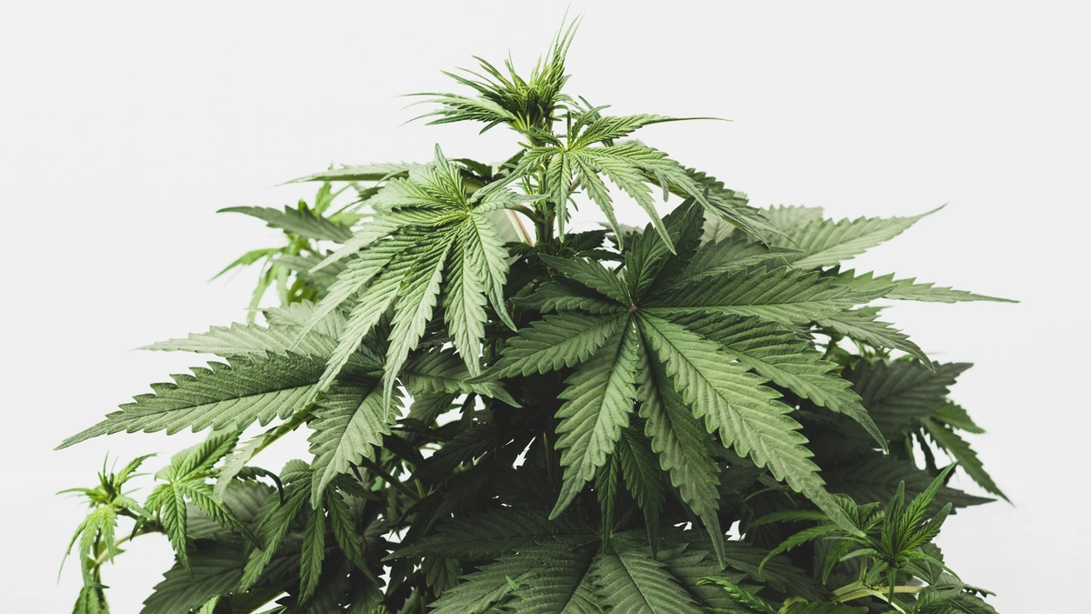 indica cannabis plant