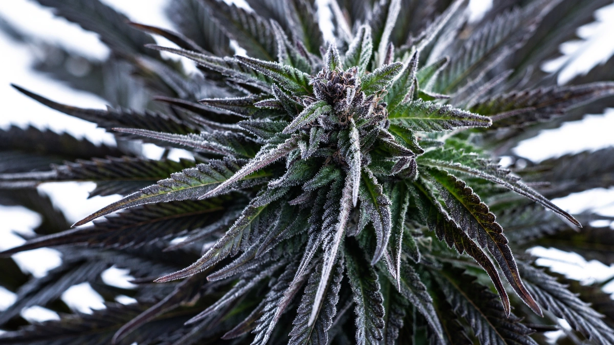 blue dream cannabis plant
