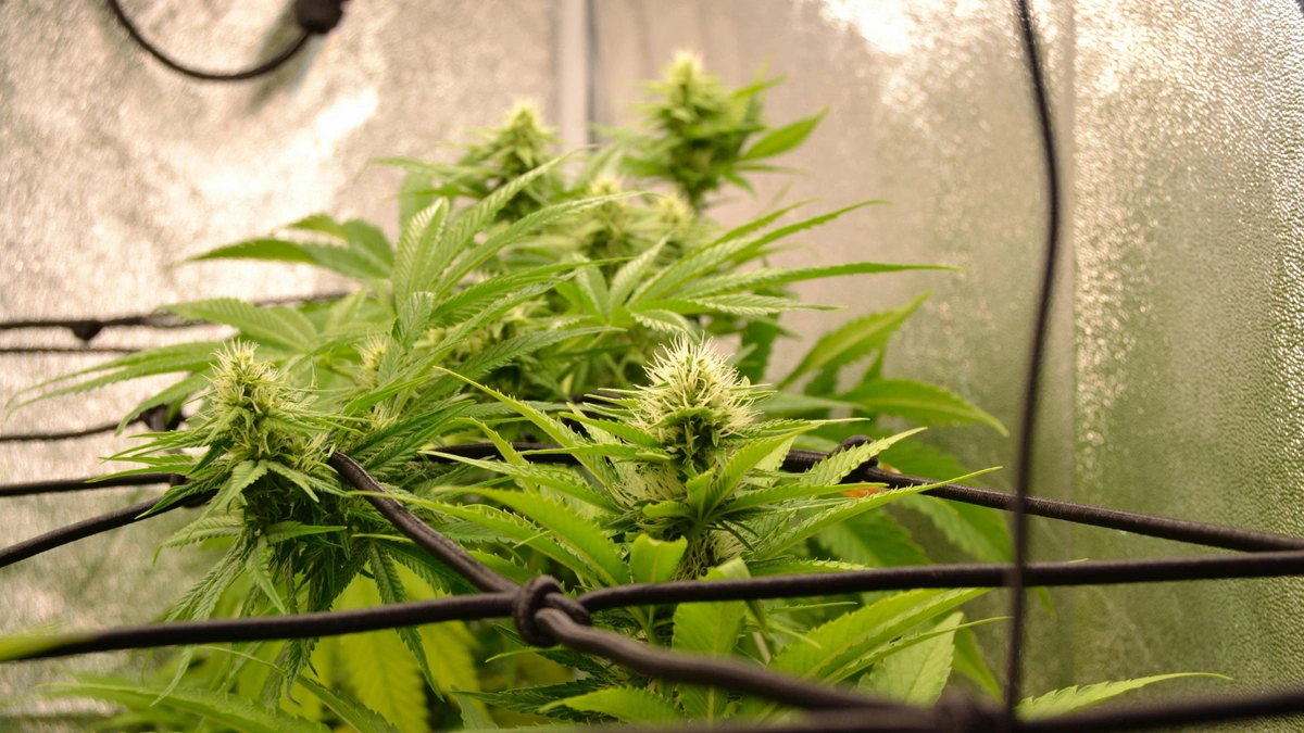 cannabis plants in a tent