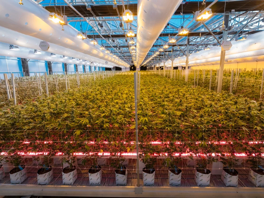preferred gardens grow
