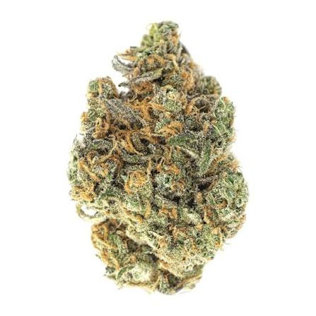 delighted zuava high thc strains