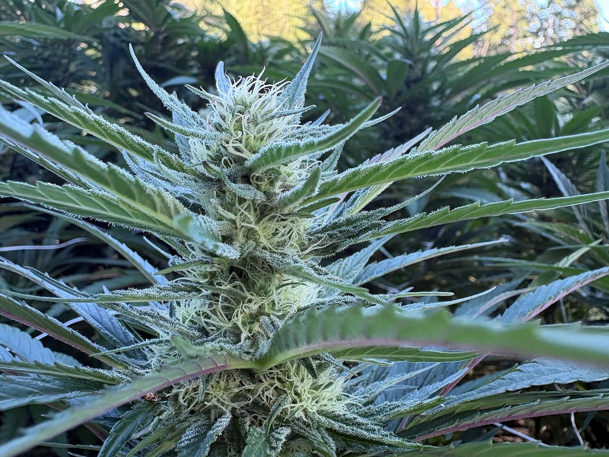 greenshock farms cannabis plant