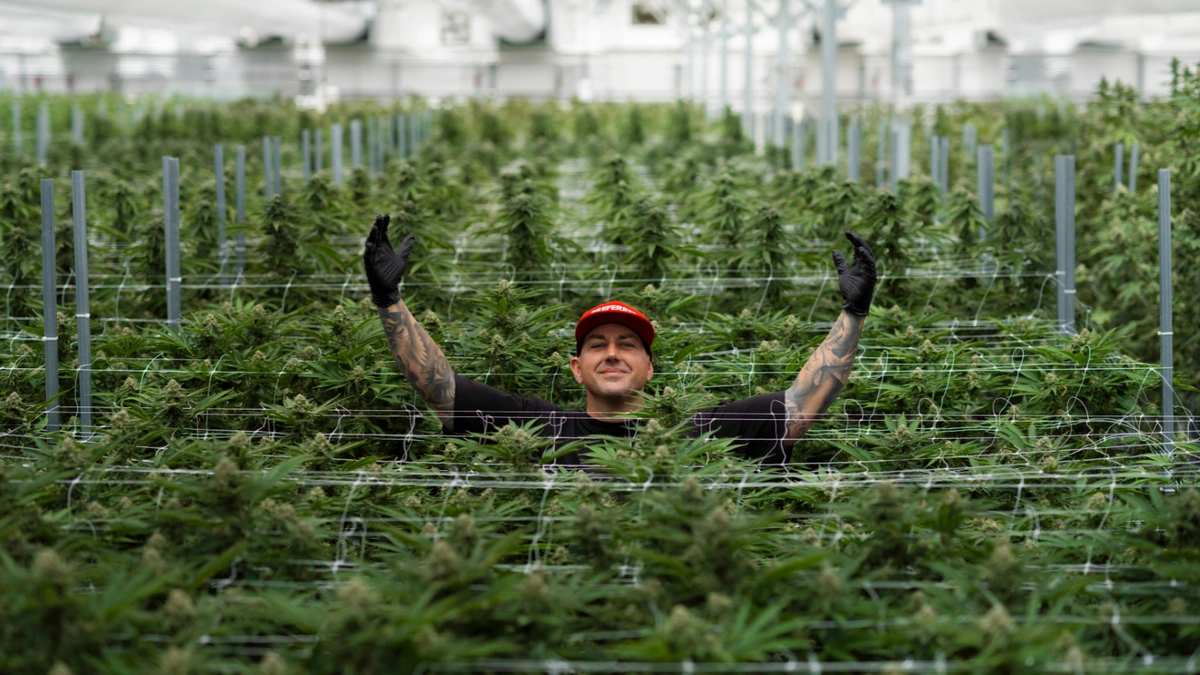 david polley in preferred gardens for croptober