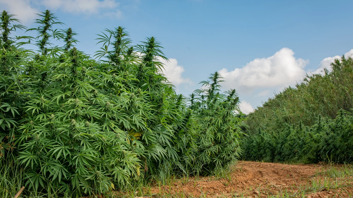 cannabis farm before croptober