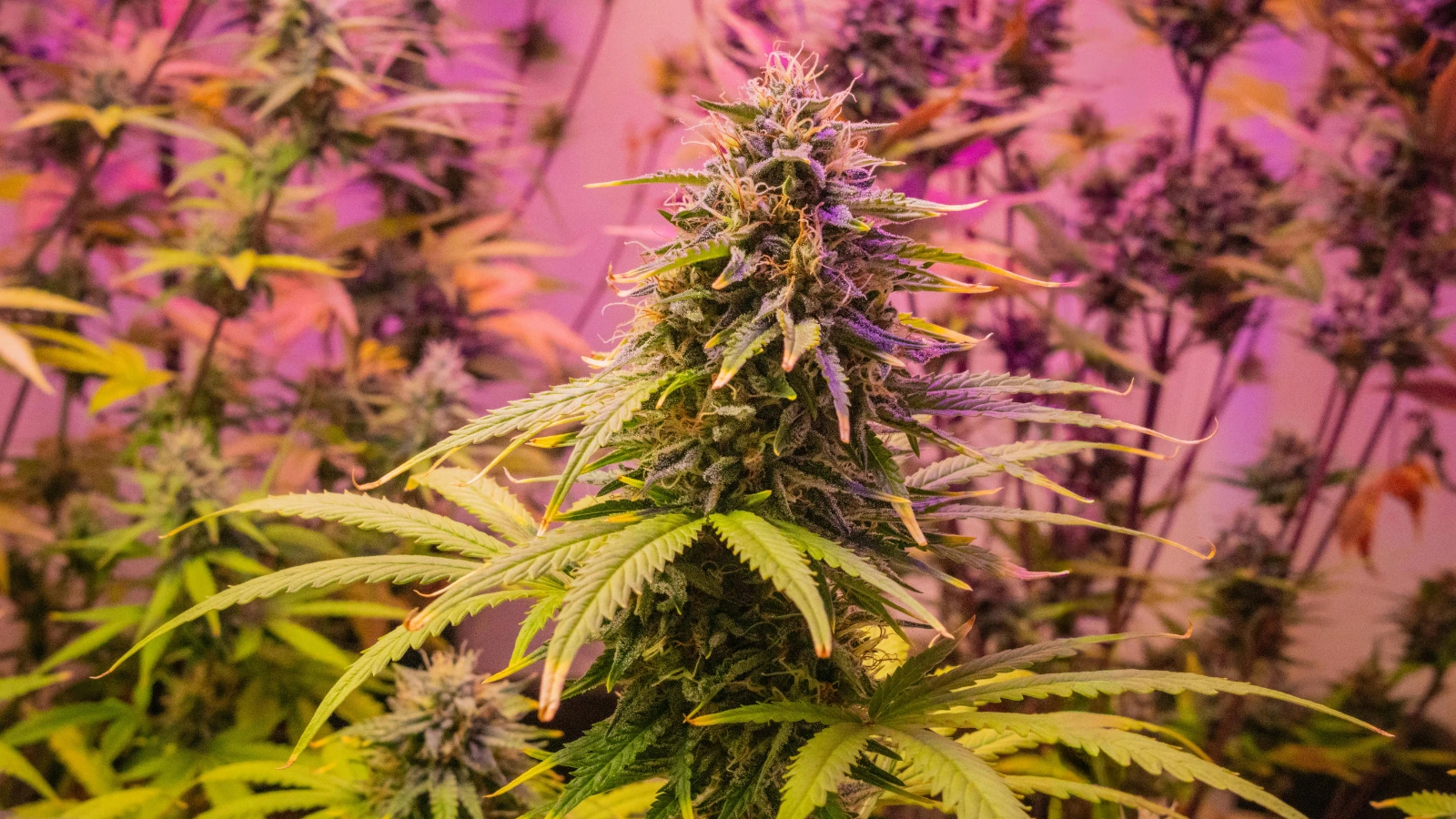 sativa cannabis plant best sativa strains