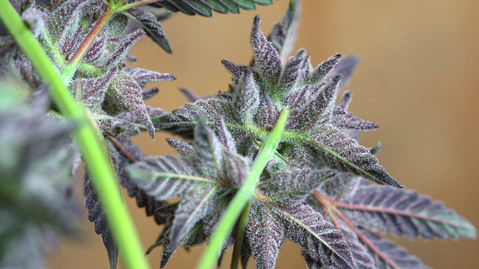 indica cannabis plant producing indica strains