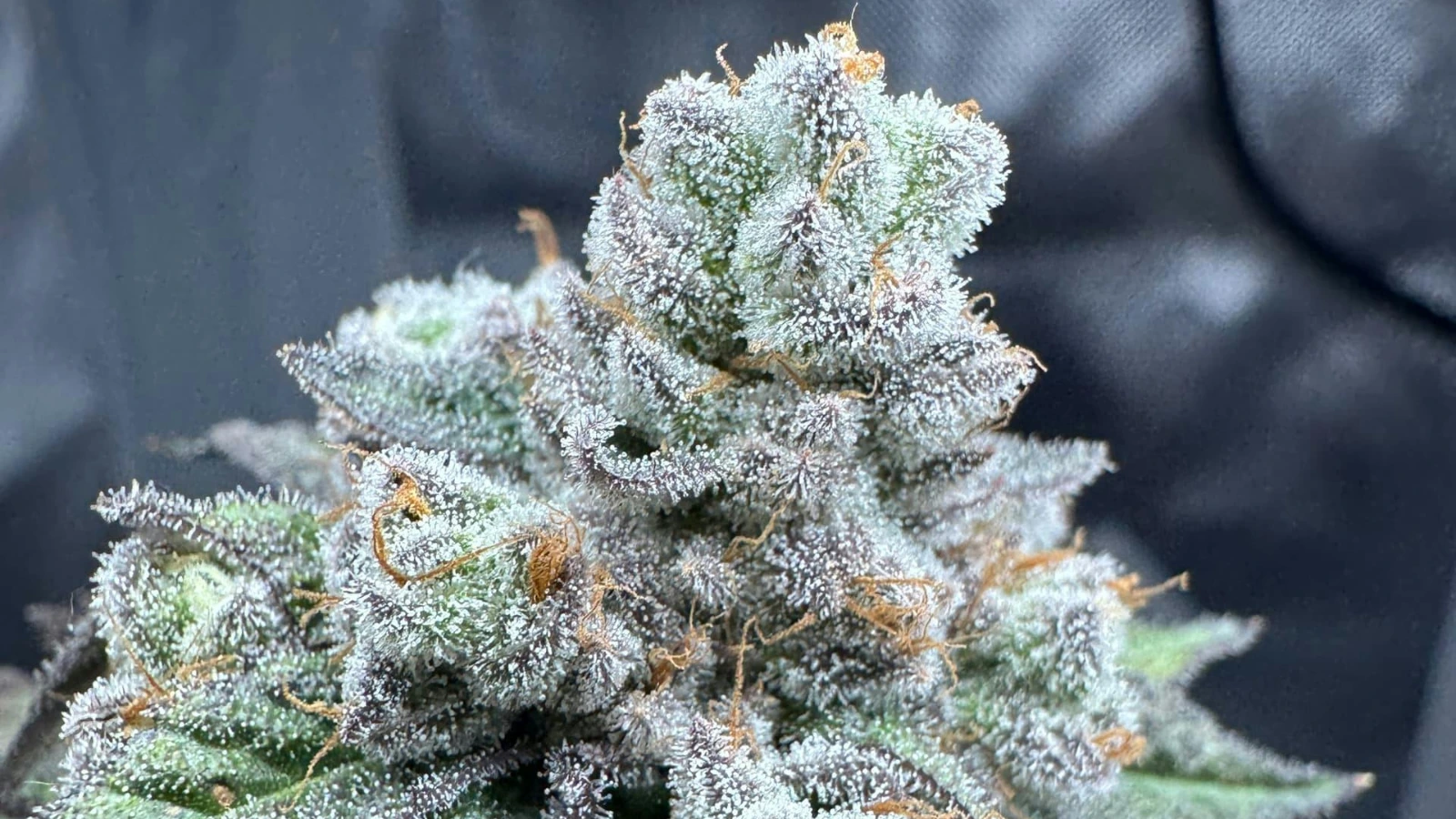 frosty cannabis nug representing high thc strains