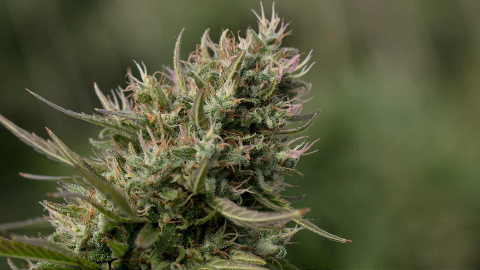 cannabis plant ready to harvest for croptober