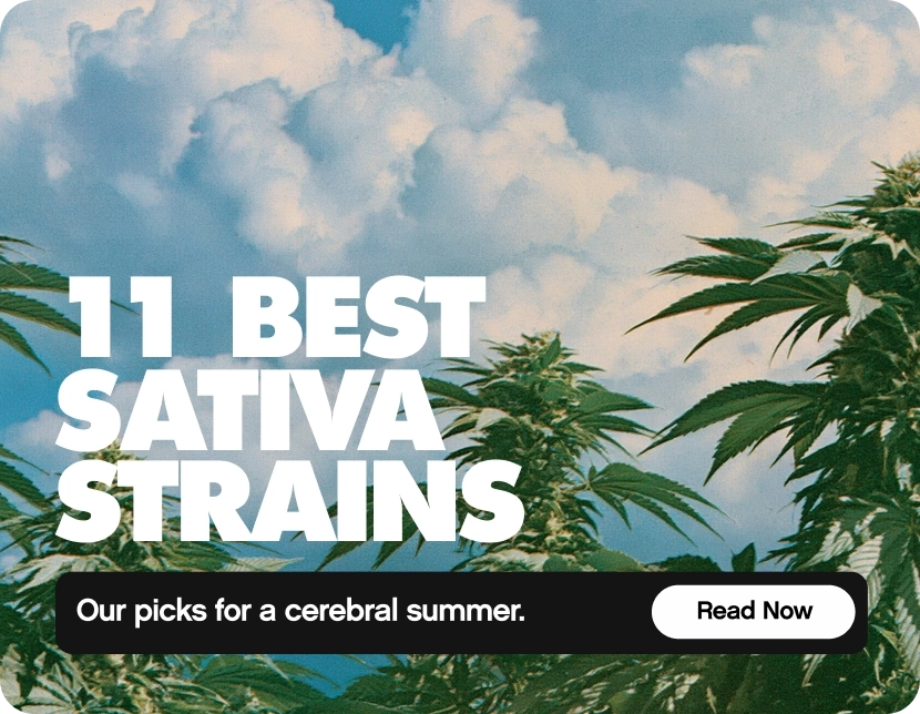 11 Best Sativa Strains
