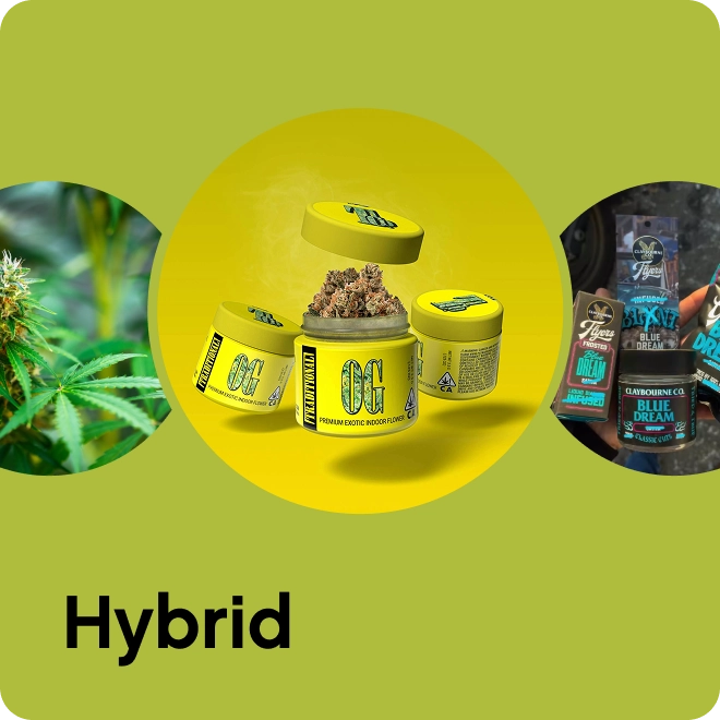 explore hybrid flower