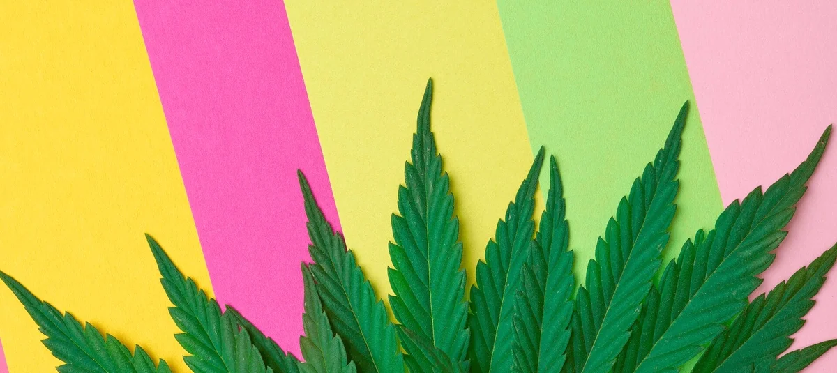 How to Pick a Weed Pen That Won’t Burn Your Oil (or Your Wallet) - Explore & Learn article