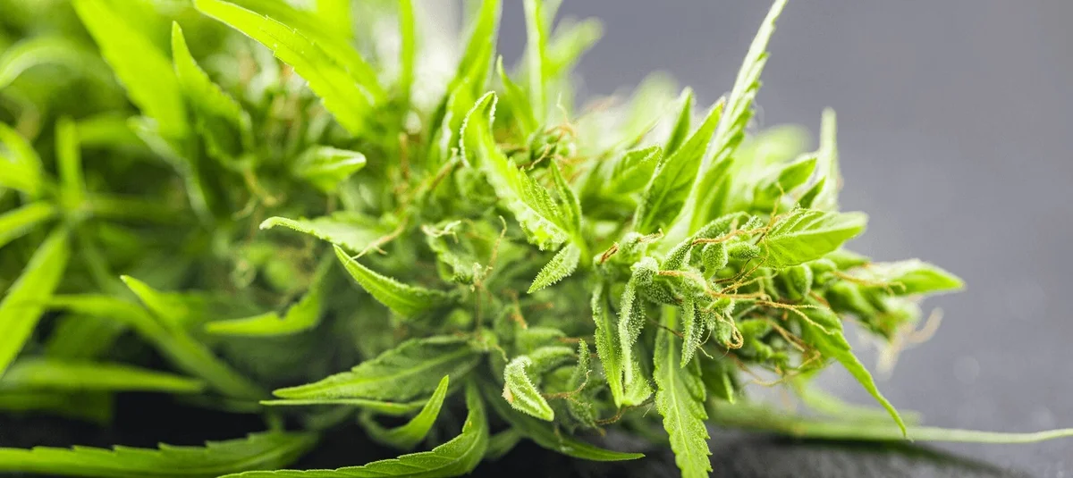 The Most Popular Cannabis Strains in California Right Now: A 2025 Report - Explore & Learn article