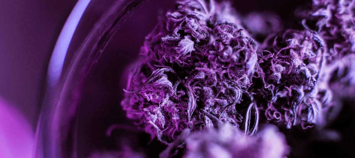 Fast-Acting Cannabis: How Nano-Emulsified Products Work - Explore & Learn article