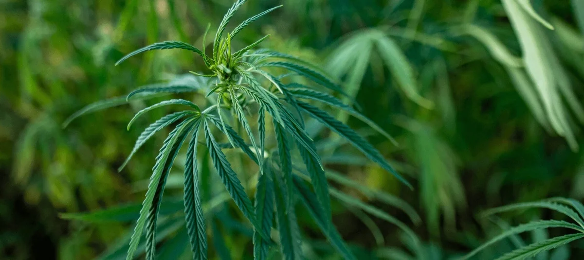 Indica, Sativa, Hybrid? Here’s Why Those Labels Don’t Mean What You Think - Explore & Learn article