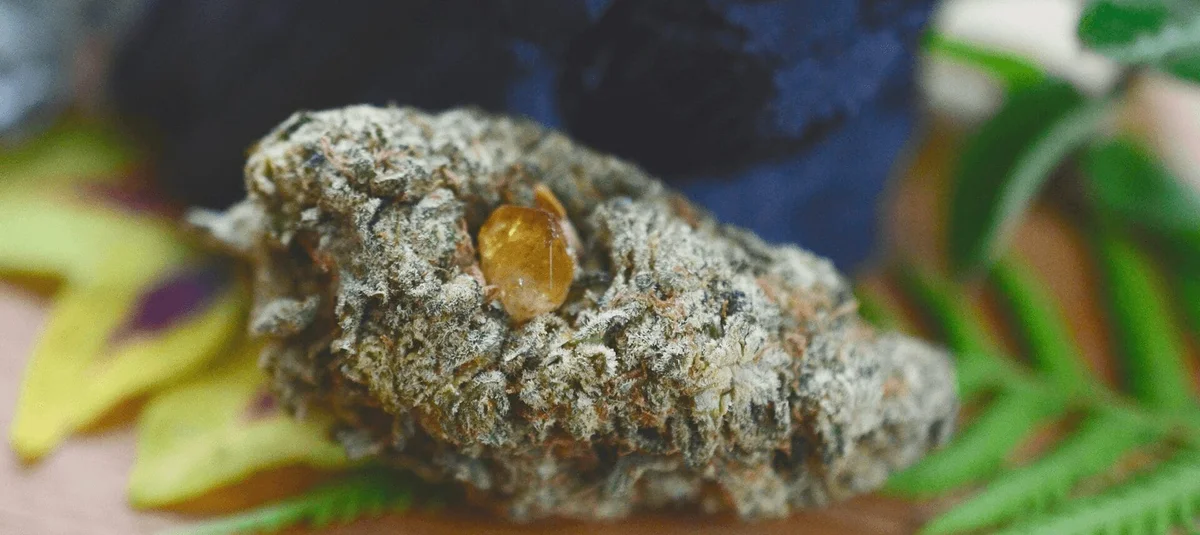 Live Resin vs. Live Rosin: What’s the Real Difference? - Explore & Learn article