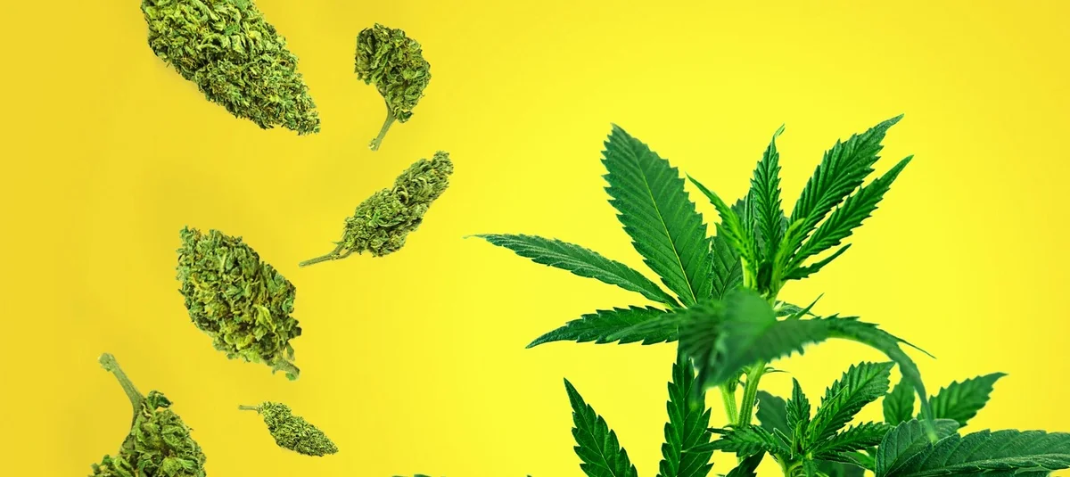 Cannabis CBD Flower 101: A Beginner’s Guide - Explore & Learn article
