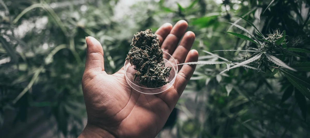 How to Calculate Your CBD Dose: Weight, Potency, and Safe Start - Explore & Learn article