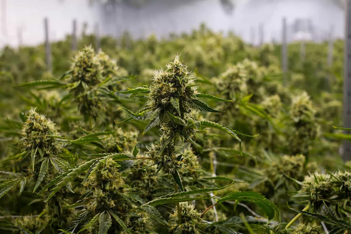 King Louis - Explore & Learn article