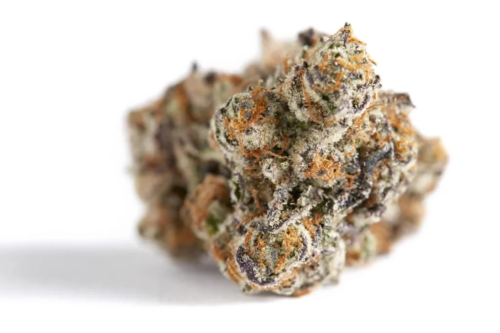 Uzumaki Strain - Explore & Learn article