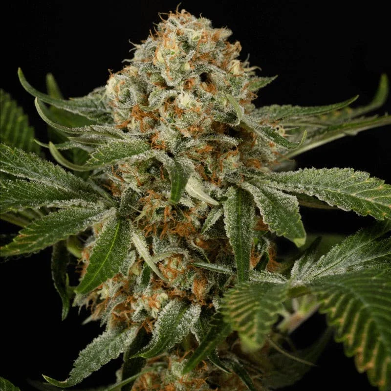 OG Kush Strains - Explore & Learn article
