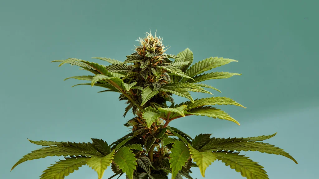 Understanding Auto-Flowering Cannabis Strains - Explore & Learn article