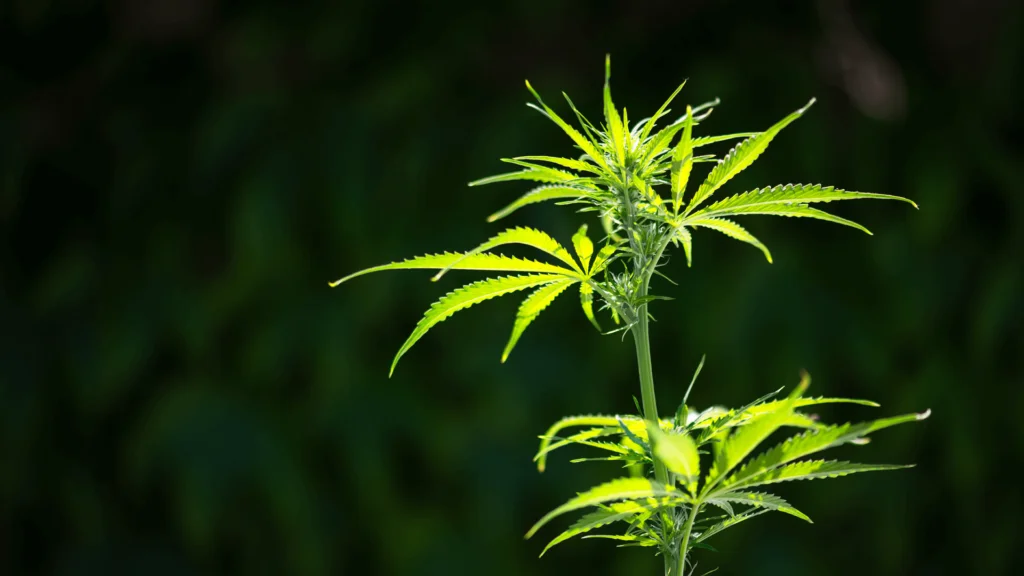 Transplanting Cannabis Plants: All You Need To Know - Explore & Learn article