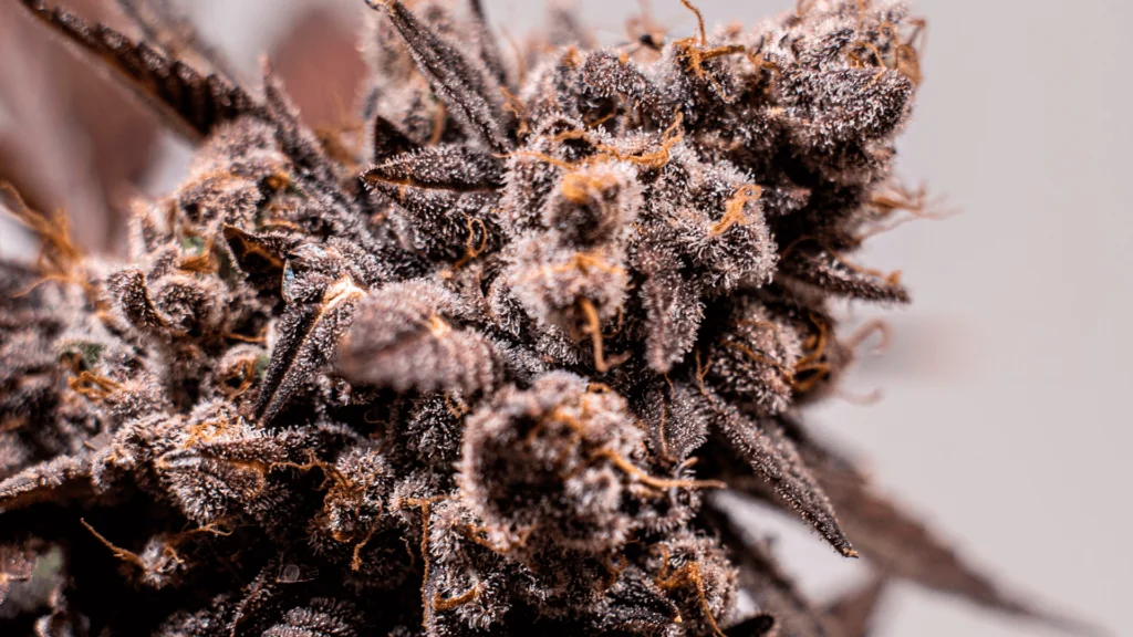 Brown Weed – All You Need To Know - Explore & Learn article