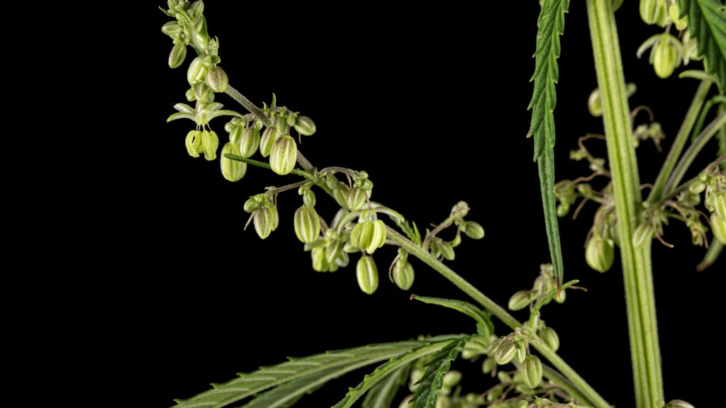 Cannabis Crumble- A Complete Overview - Explore & Learn article