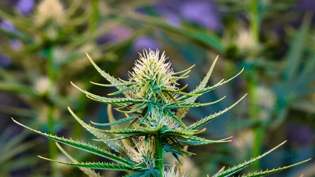 Sinsemilla - Explore & Learn article