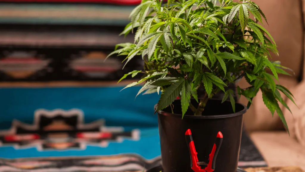 How Much Weed Can You Get From Growing One Plant - Explore & Learn article