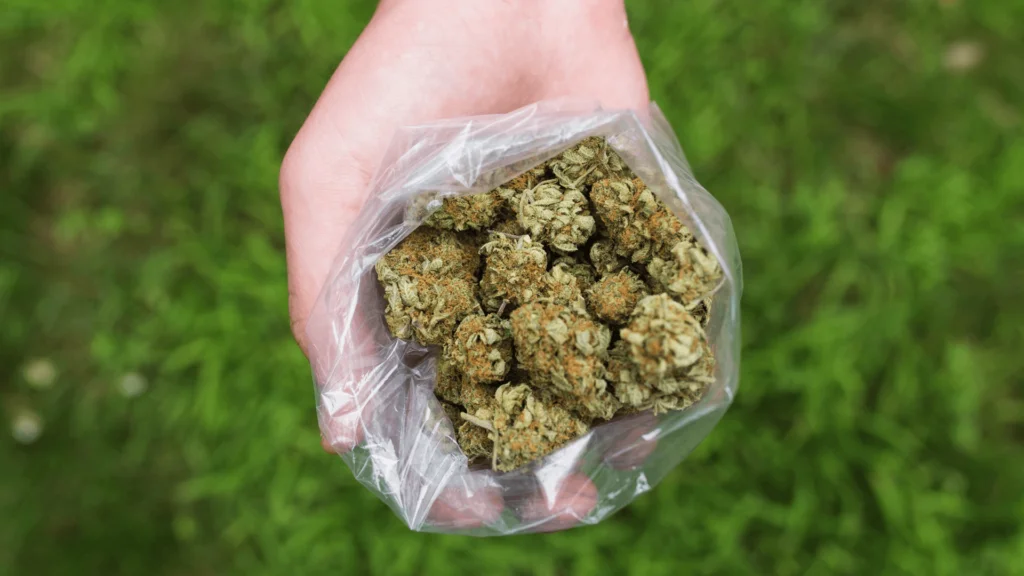 What Is A Pound Of Weed? - Explore & Learn article