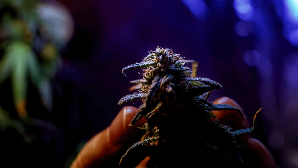 Delta-8 THC Vs. Delta-9 THC: What’s The Difference? - Explore & Learn article