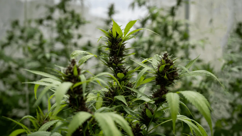 Budget-Friendly Guide To Building Your DIY Indoor Cannabis Grow Room - Explore & Learn article