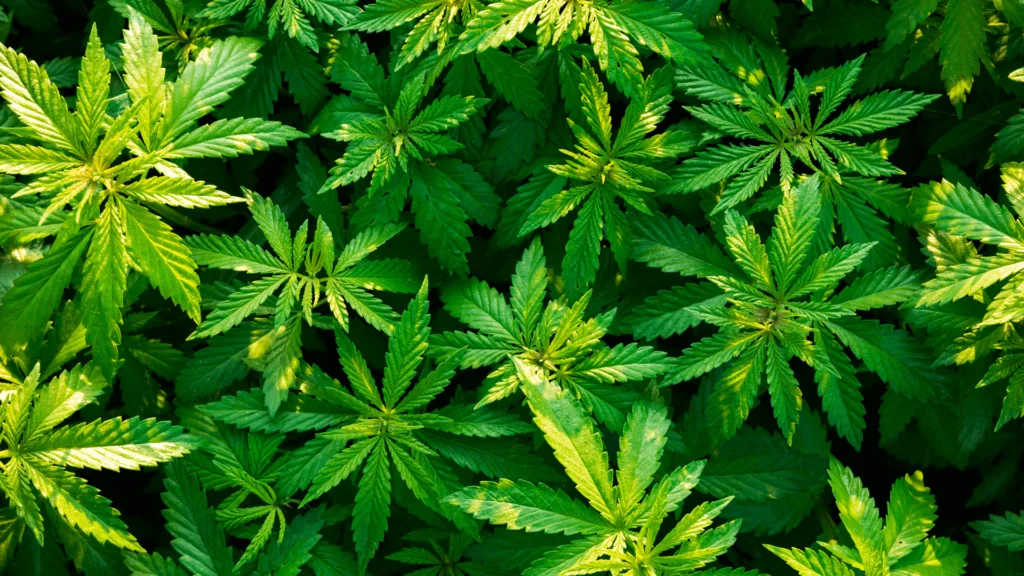 Nutrient Deficiencies In Marijuana Plants - Explore & Learn article