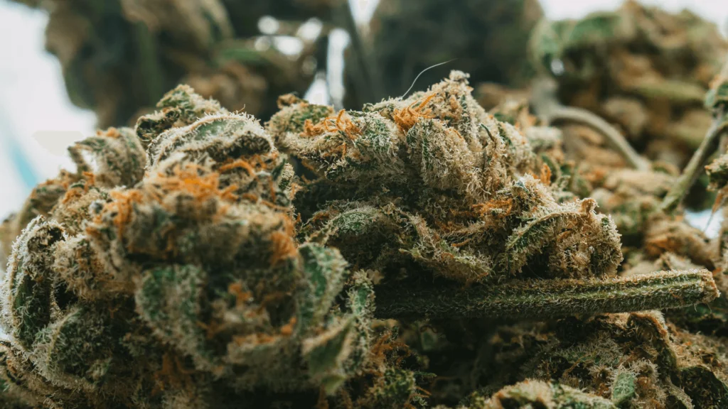 How Much Is A Half Of Weed - Explore & Learn article