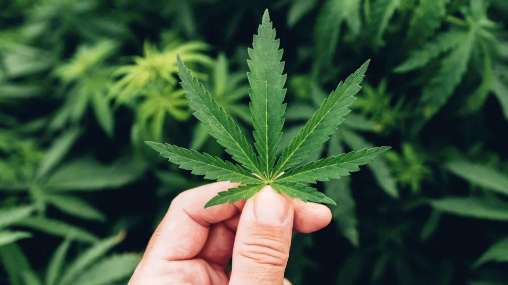 How Much Is A “Zip” Of Weed Exactly? - Explore & Learn article