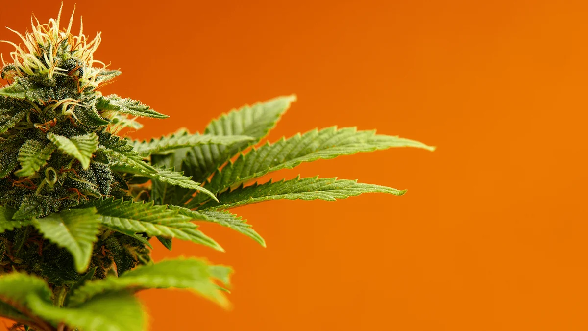 1772731254827 B5cc4466 9ae9 480b 96fc 3b8d58e985d2 - What Is Zaza?